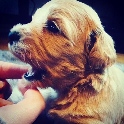 Winnie - Maltipoo